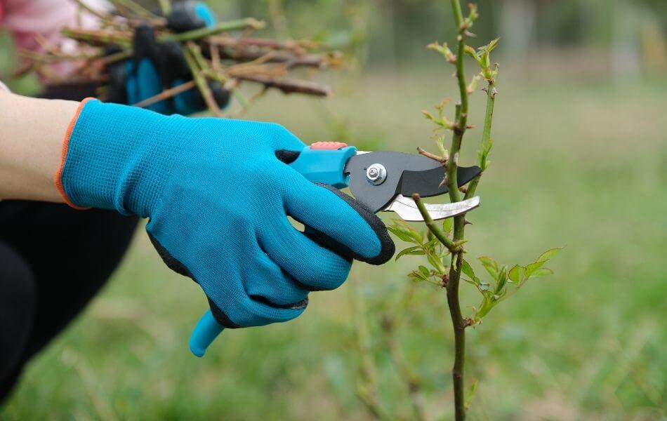 les travaux à réaliser au jardin en octobre taille