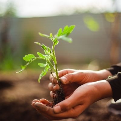 Le jardinage est une activité source de bien-être