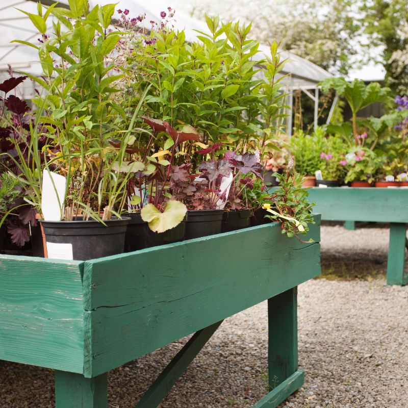 jardinerie, pépinière,étalage de plantes