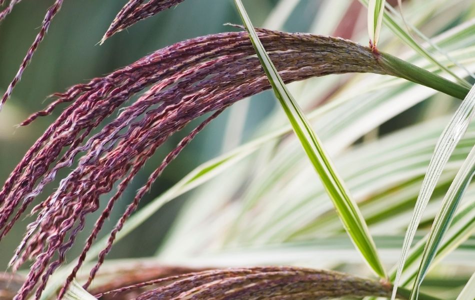 feuillage de miscanthus