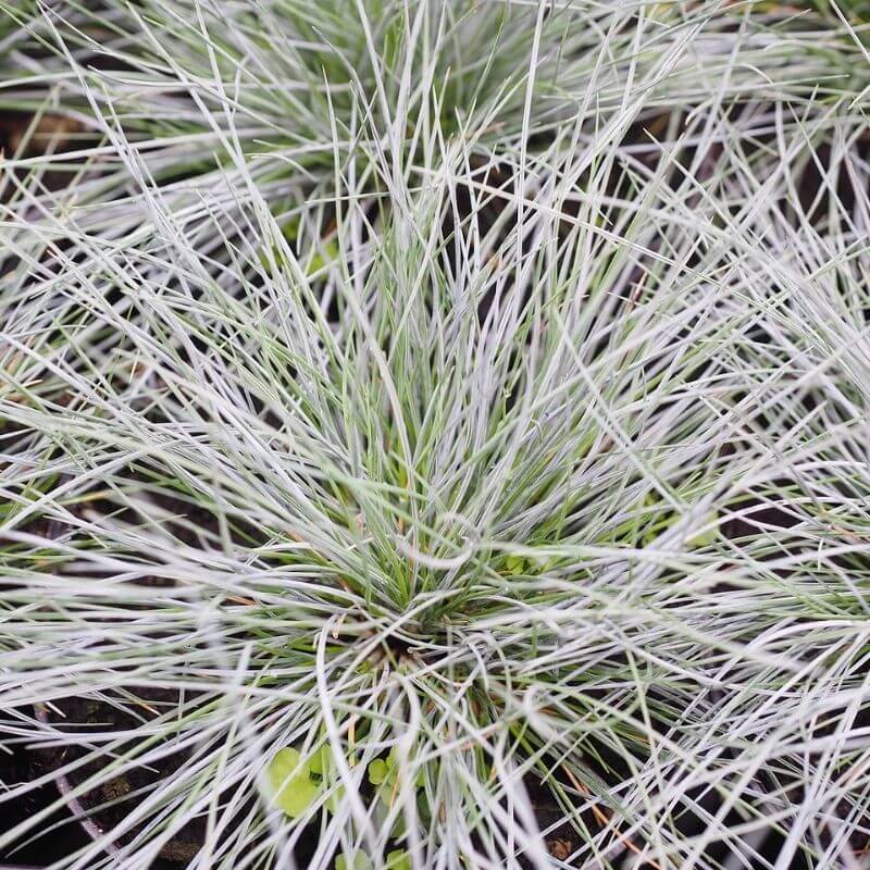 Jolie plante en hiver : masse de fétuque bleu