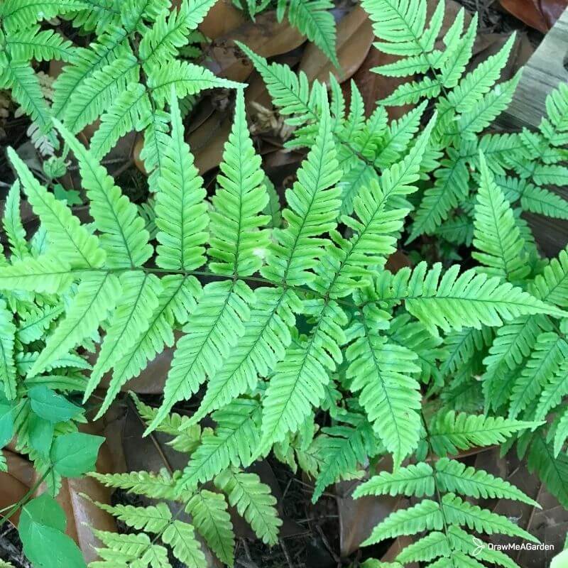 Plante d’hiver : Polystichum setiferum