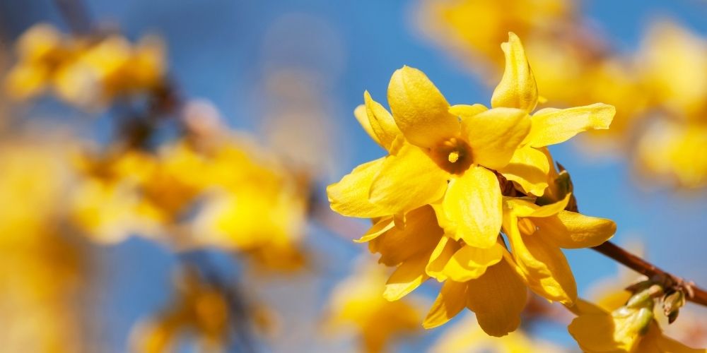 Fleurs de printemps : le forsythia
