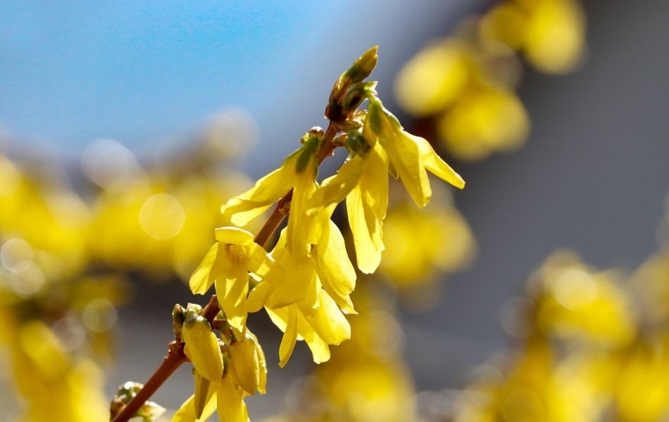 Le forsythia une jolie fleur du printemps