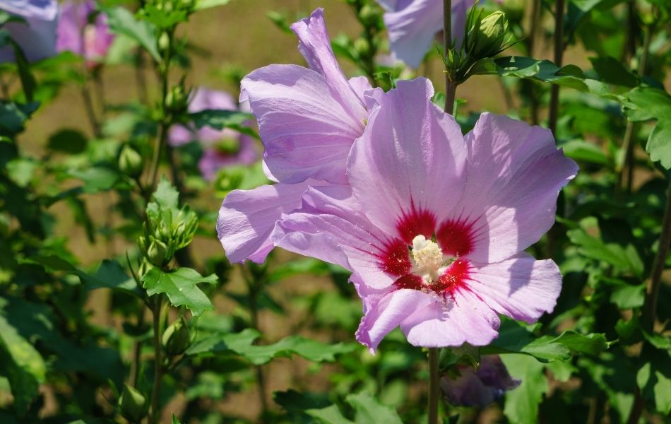 Hibiscus avec ses jolies fleurs violettes