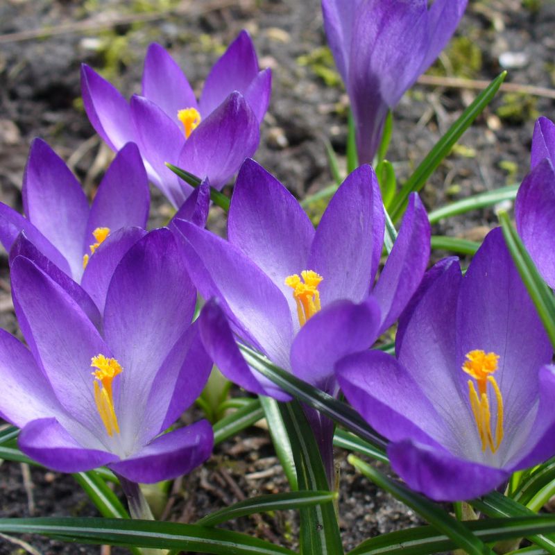 jolies fleurs de crocus