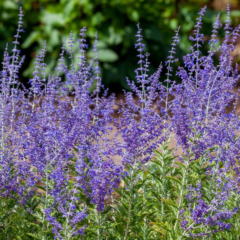 jolies fleurs violettes de Perovskia