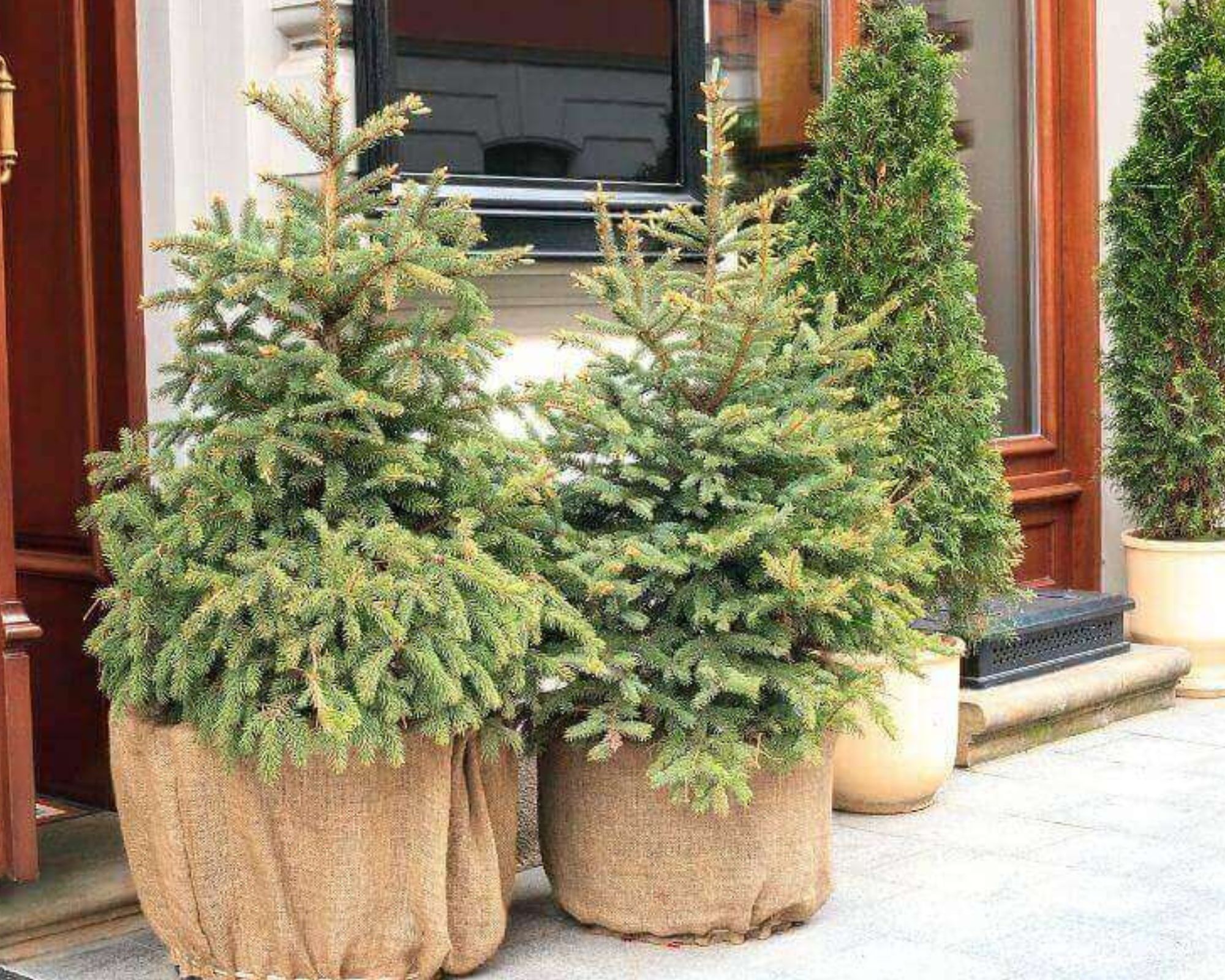 Sapin de Noël à planter après les fêtes