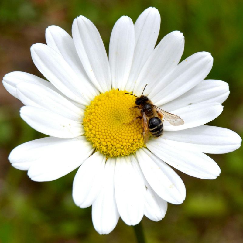 la pelouse : un atout pour la biodiversité - pollinisation