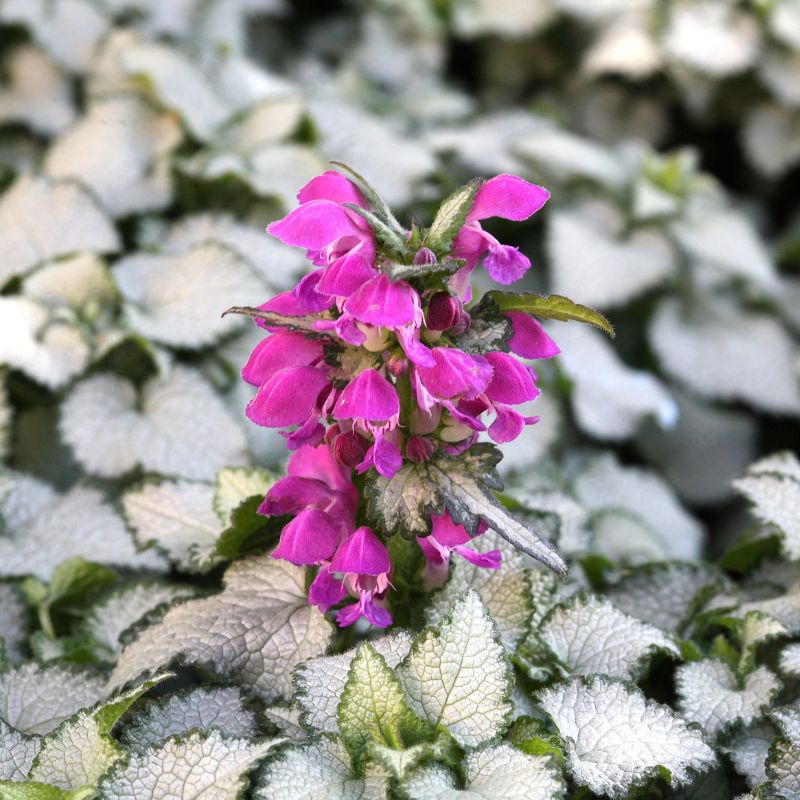 Feuillage panaché argenté et petite fleurs fushia