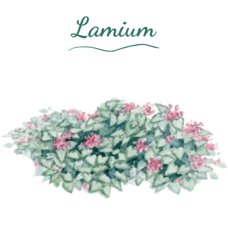 Illustration en aquarelle d'un lamium maculatum