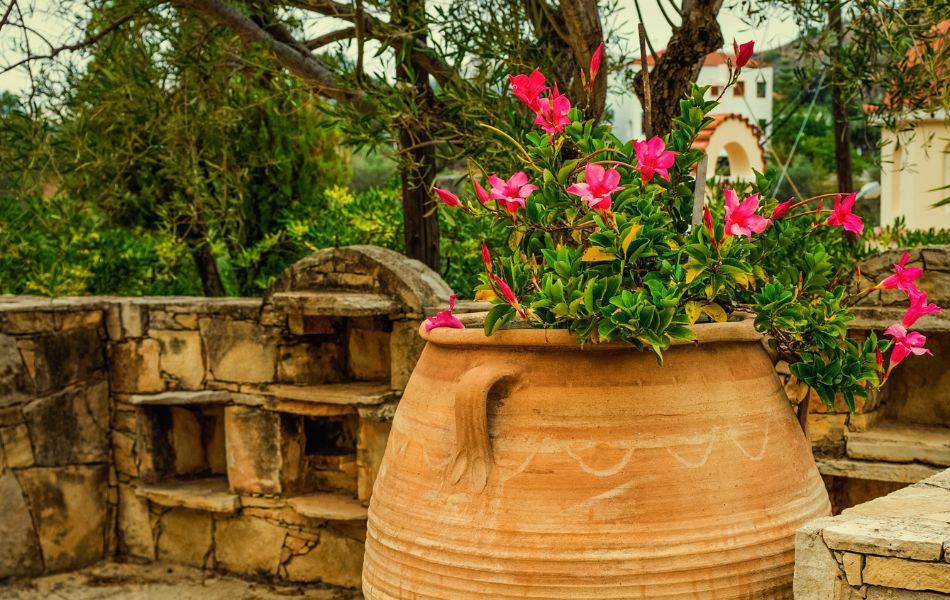 air de méditerranée dans le jardin avec des plantes qui demandent peu d’eau