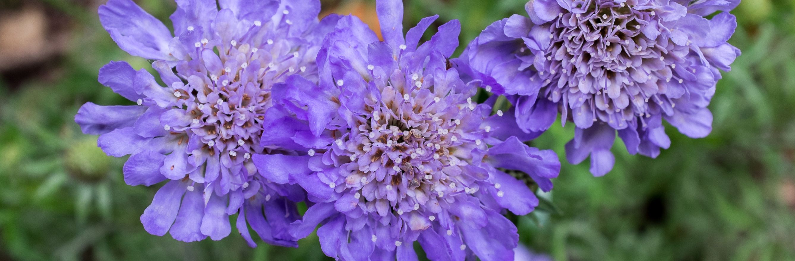 Sacbieuses jardin violet