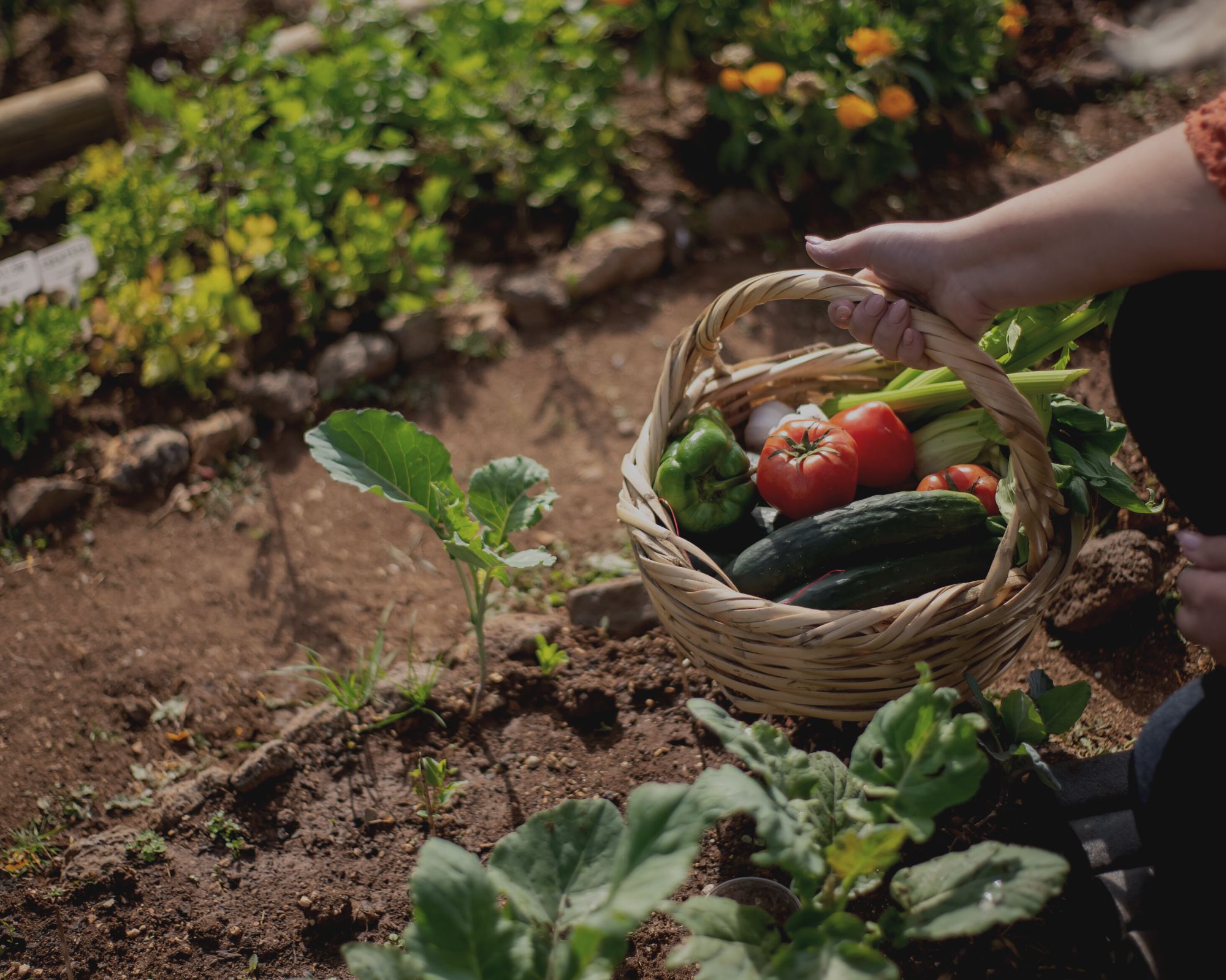 Légumes récoltés au potager