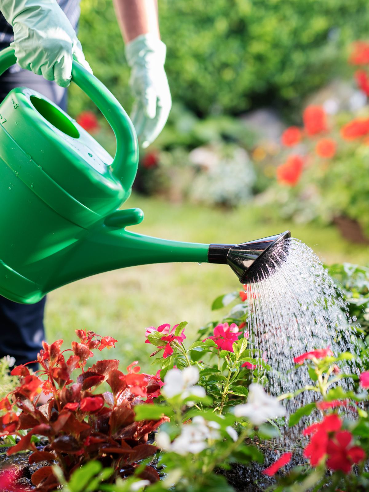 les animaux au jardin sont une bonne résolution