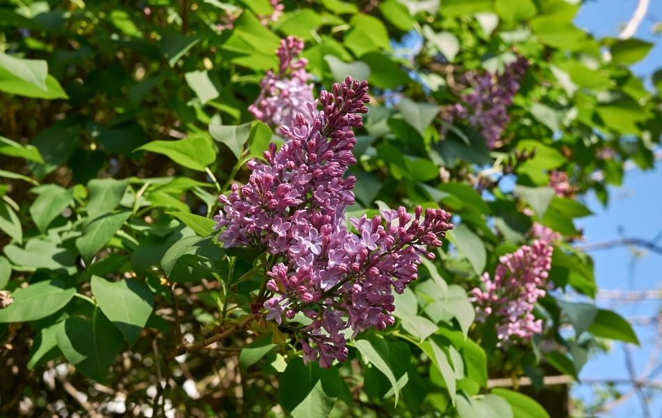 Lilas syringa rose