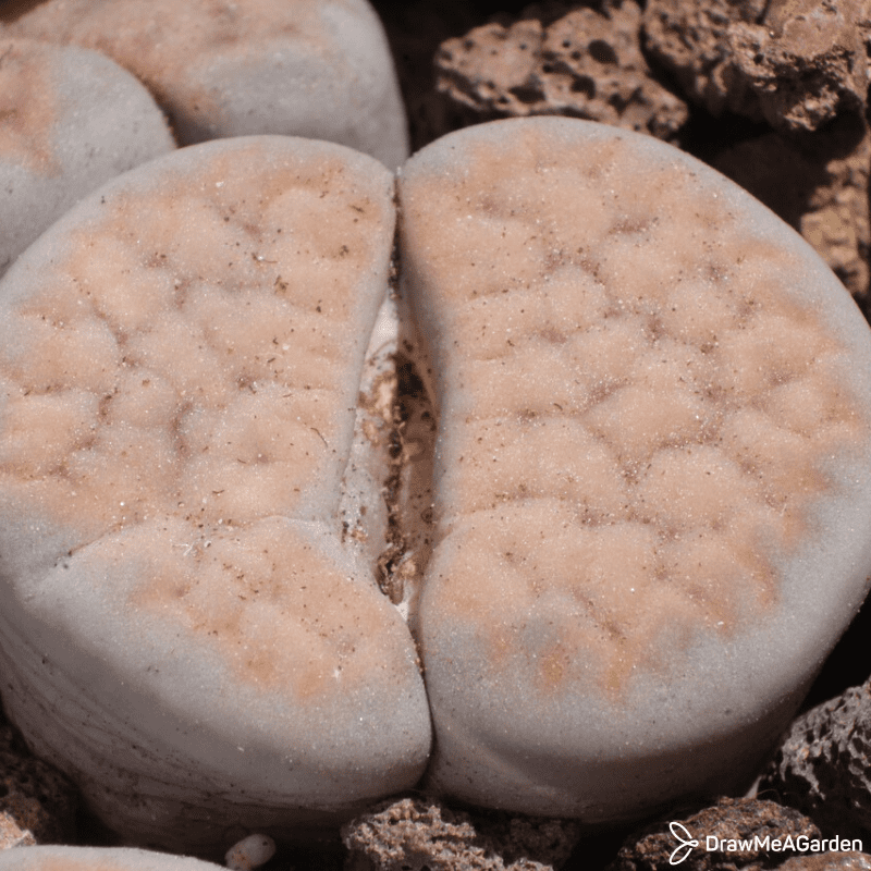 Le Lithops possède le record du végétal à l'apparence la plus trompeuse