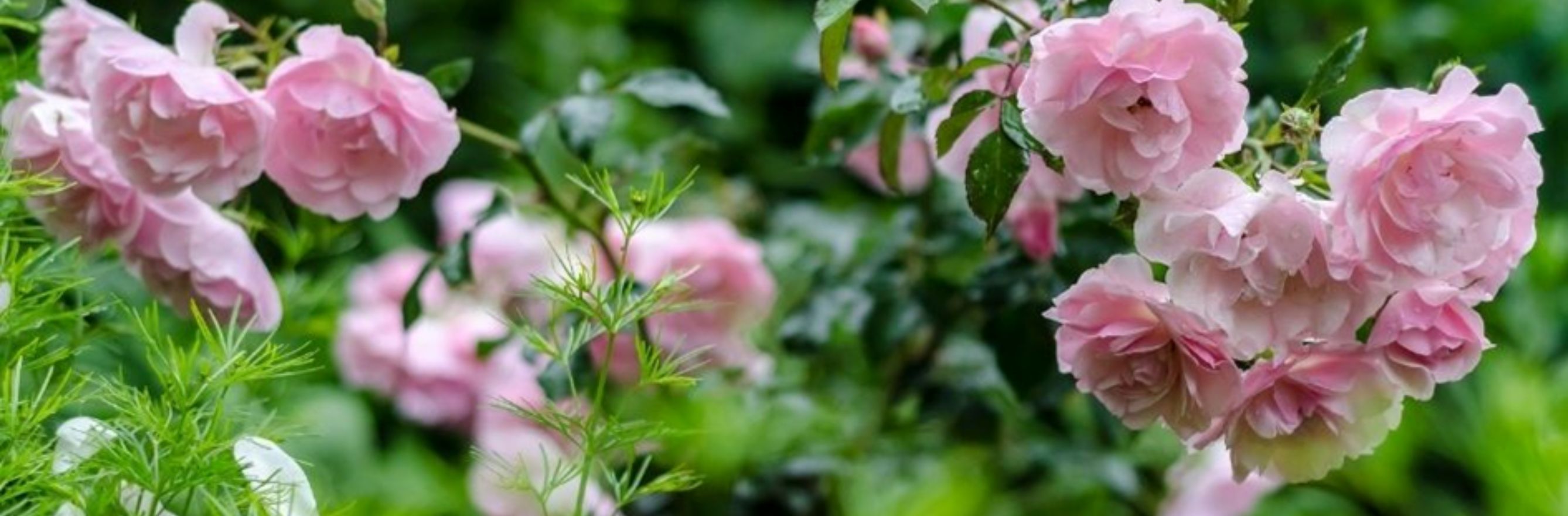 Magnifique plantes du jardin anglais