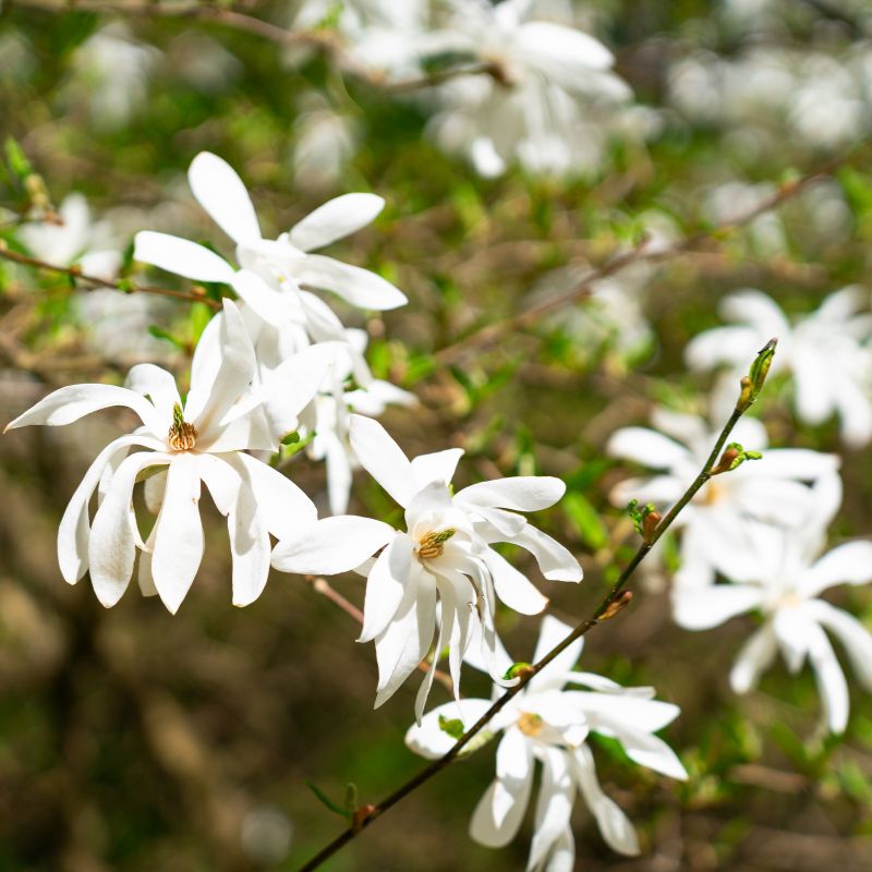 magnolia stellata