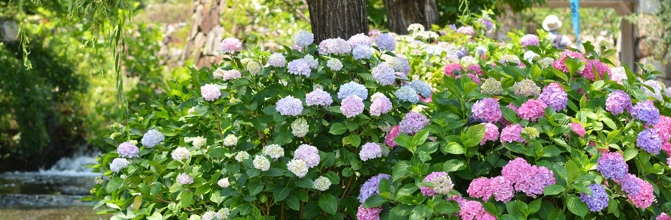 massif d’hydrangeas hortensia macrophylla roses et bleus au jardin