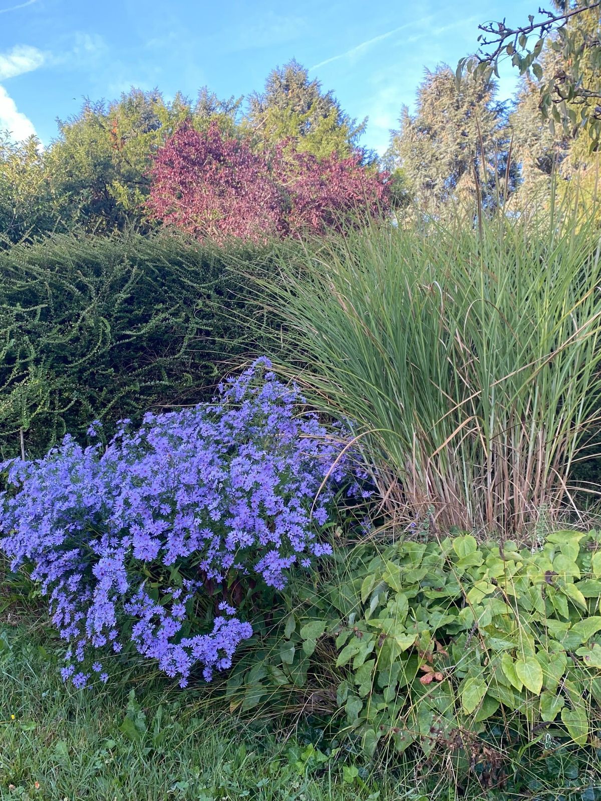 Mettre en valeur son massif fleuri