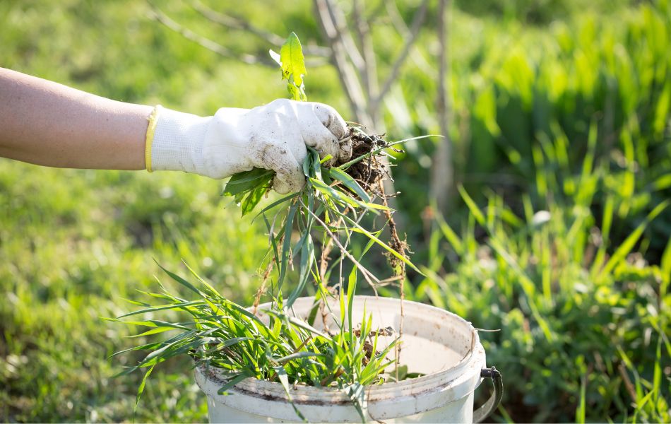 désherbage et retrait des mauvaises herbes au jardin