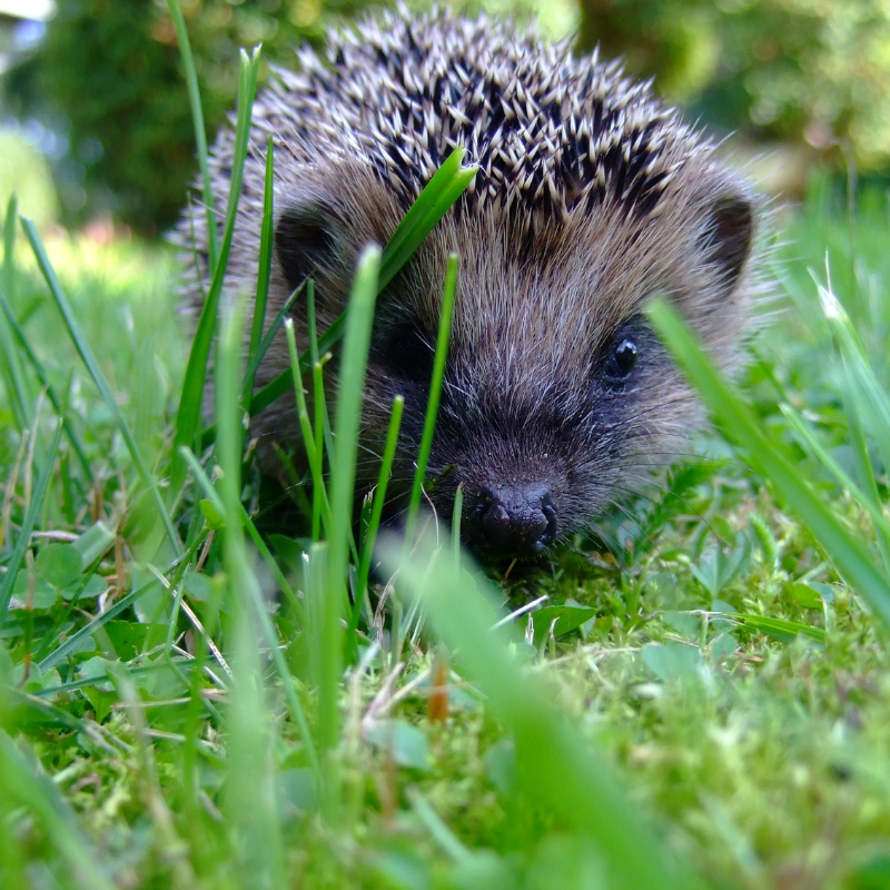 petit hérisson mignon