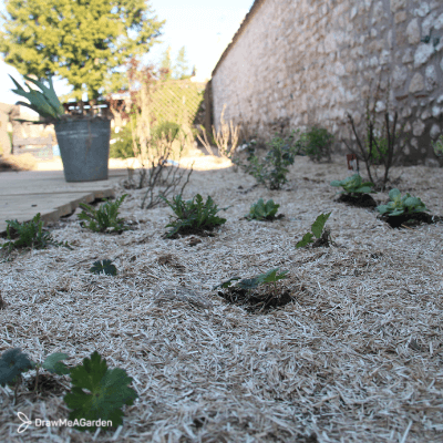 paillis pour jardin durable