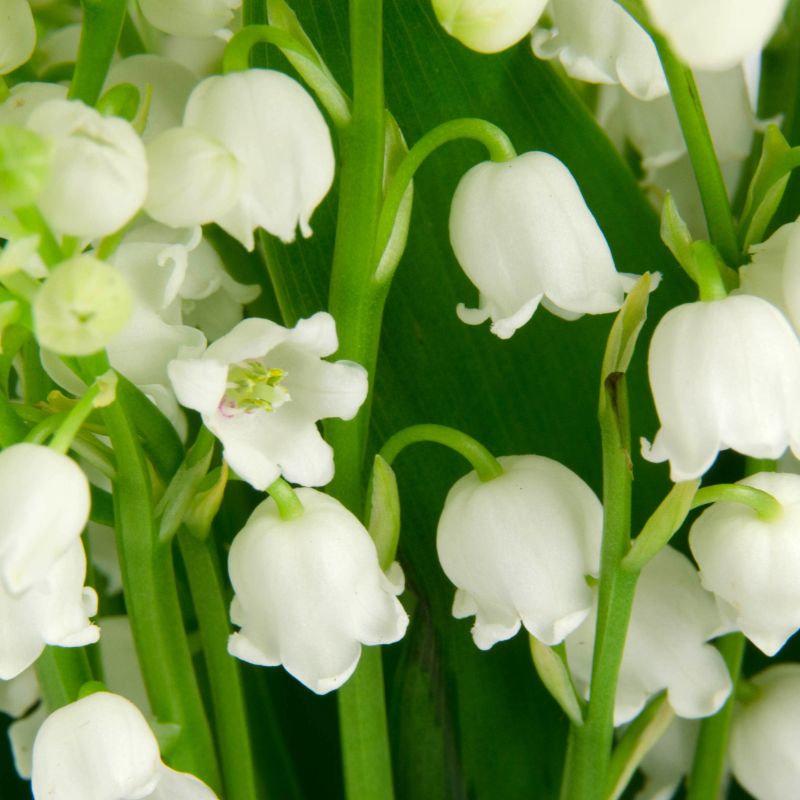 photo des fleurs du muguet