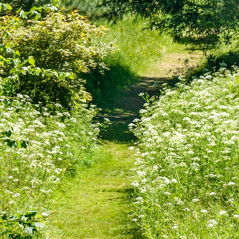 chemin d'herbe nature