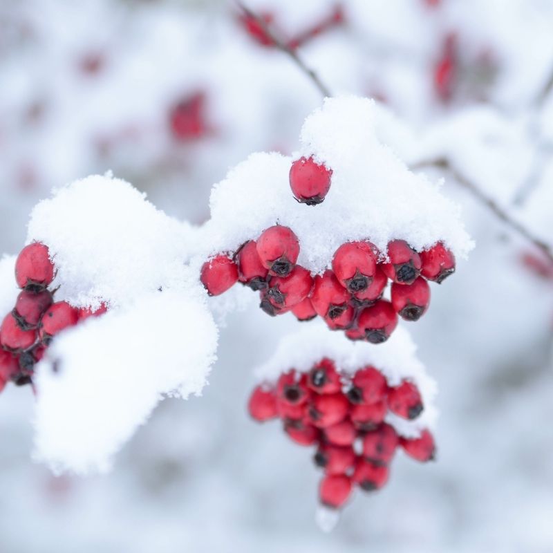 La neige recouvre un végétal au feuillage persistant