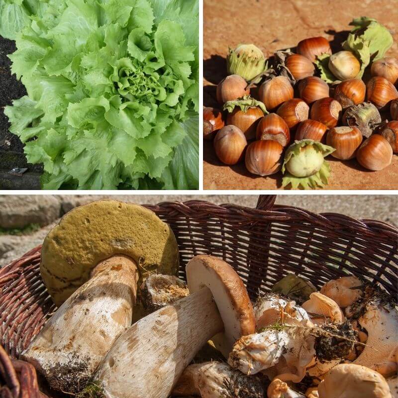 cueillette de noisettes champignons et laitues en novembre