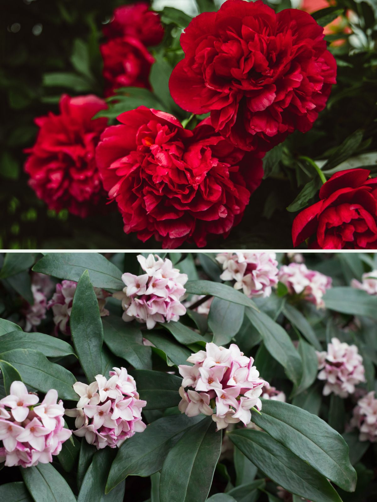 fleur d'œillet du fleuriste et daphné