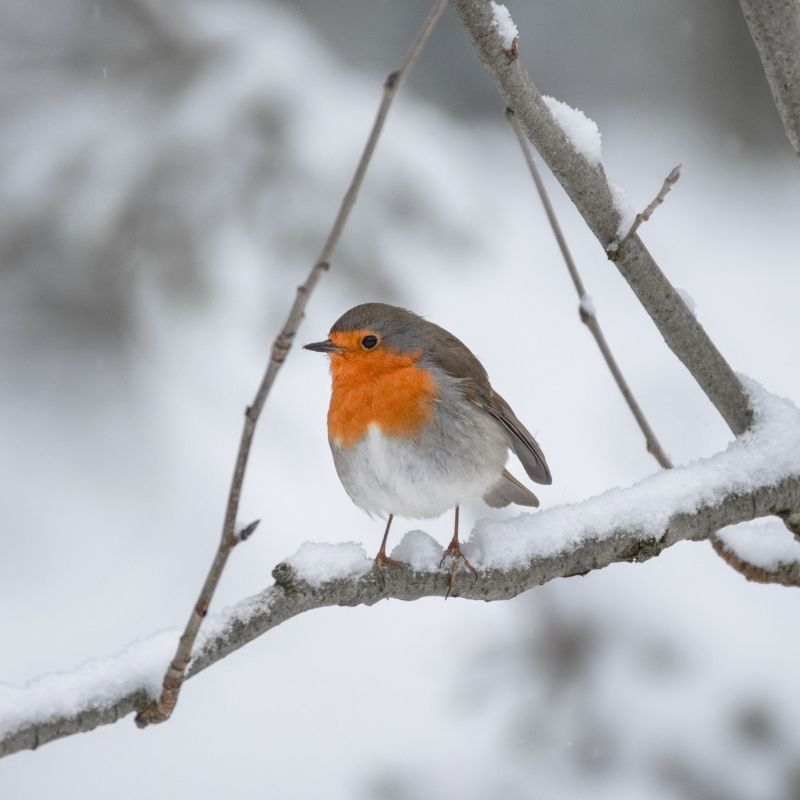 L'importance du nourrissage des oiseaux quand les températures sont négatives