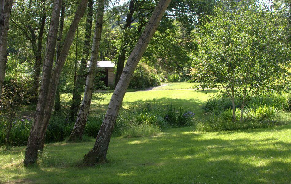 Pelouse sous les arbres
