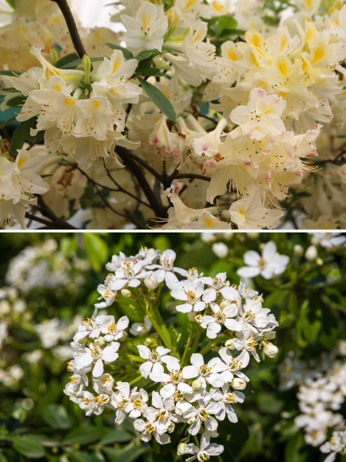 photo d'azalée et des fleurs d'un oranger du mexique