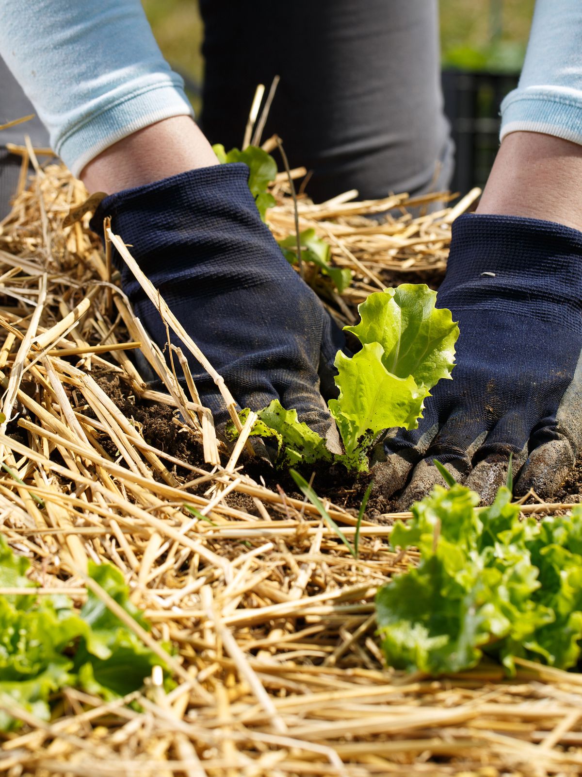 organic mulch