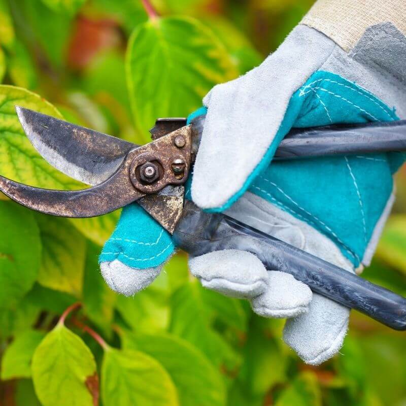 Entretenir son jardin avec des outils comme le sécateur et l'arrosoir