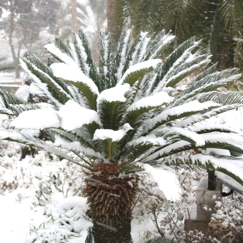 palmier sous la neige