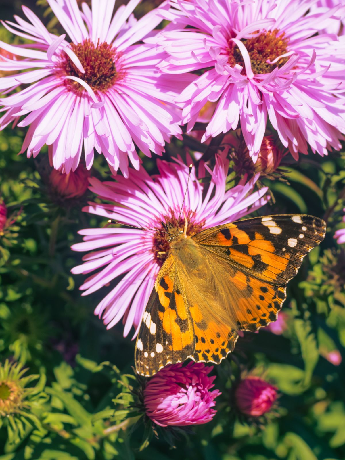 papillon qui butine