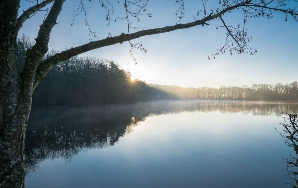 Promenade en forêt de Sologne