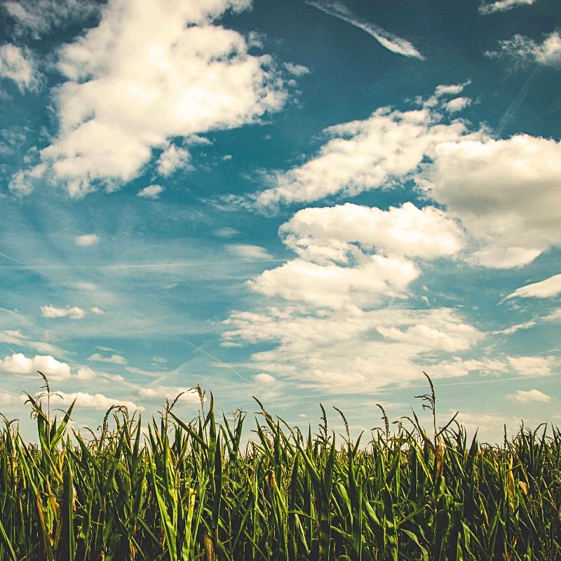 la pelouse : de la climatisation naturelle au jardin