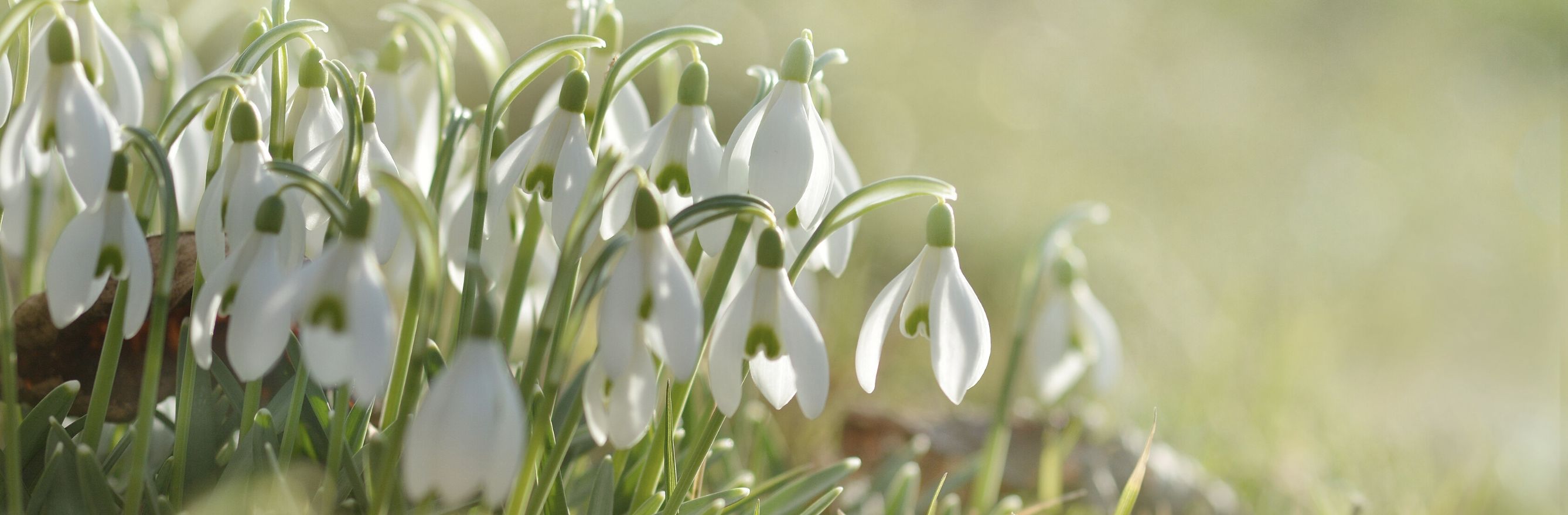 Perce-neige au soleil