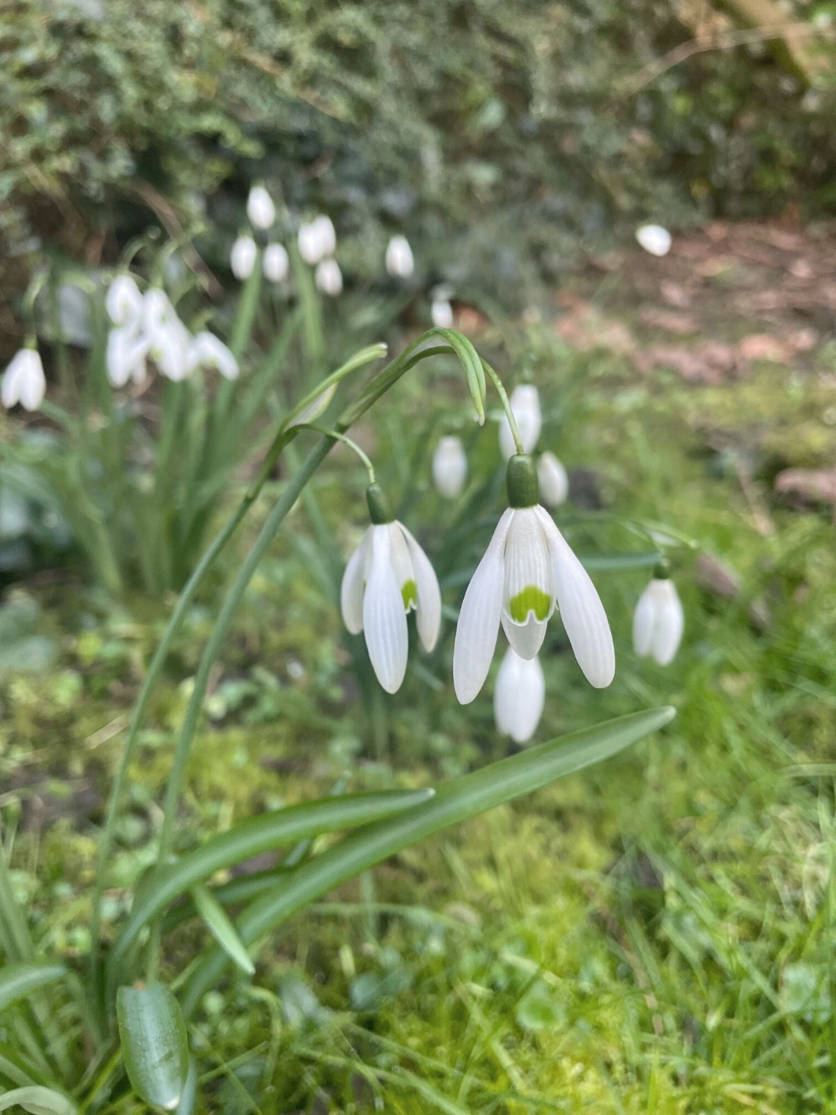 Perce-neige en fleur