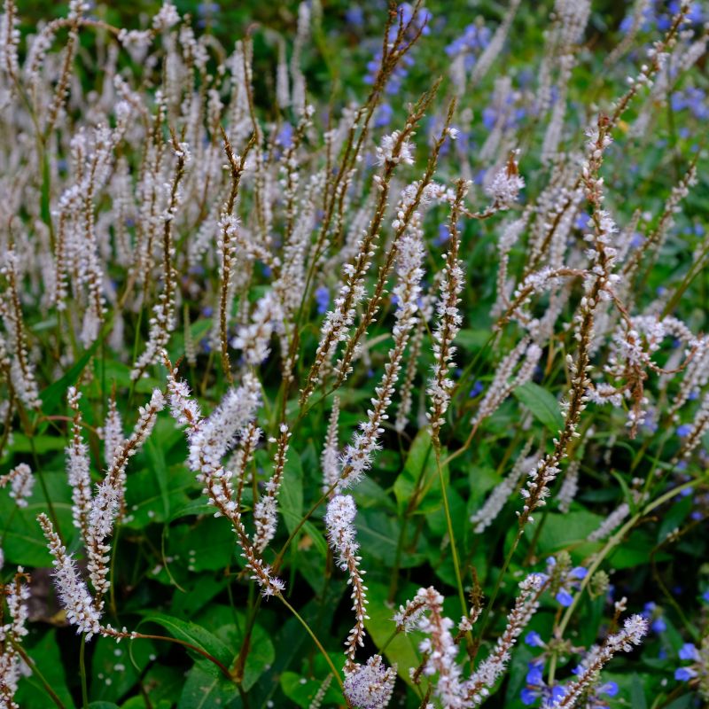 Persicaria Amplexicaulis Alba