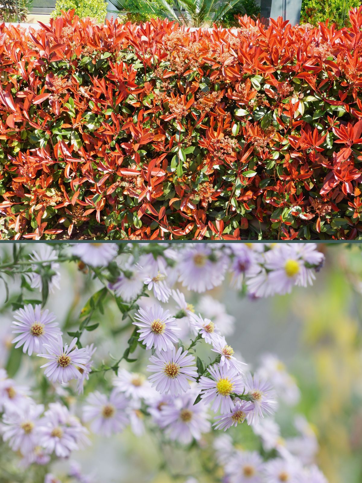 Illustration d'un Photinia et d'un Aster