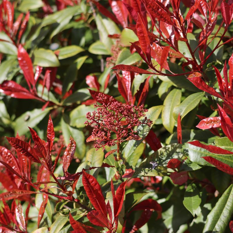 photinia