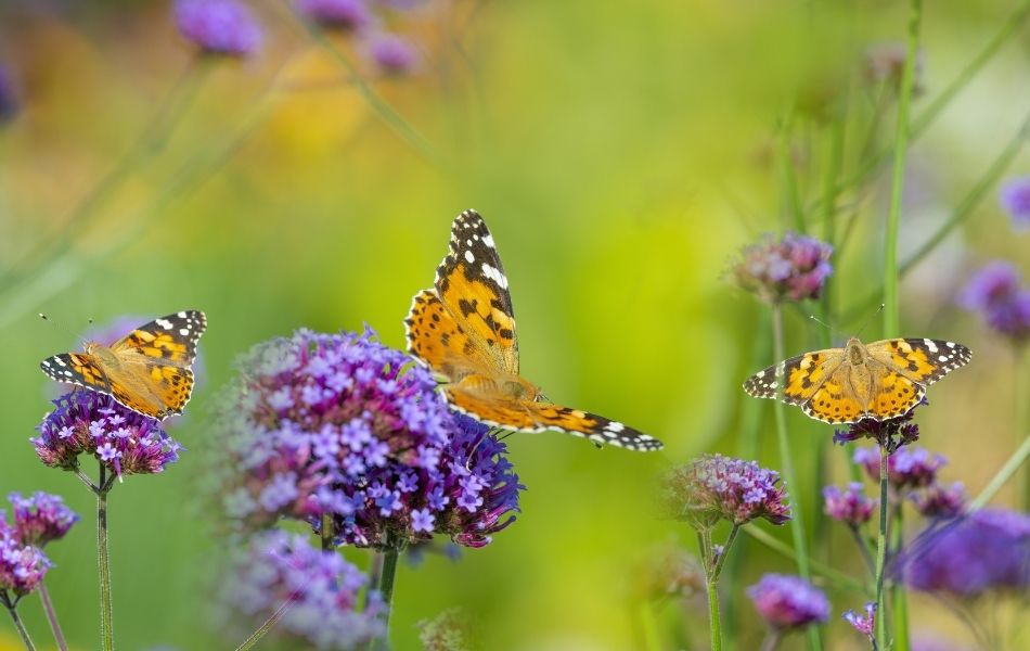 illustration bienfaits du jardin sur la planète