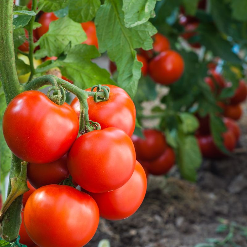 Plant de tomate