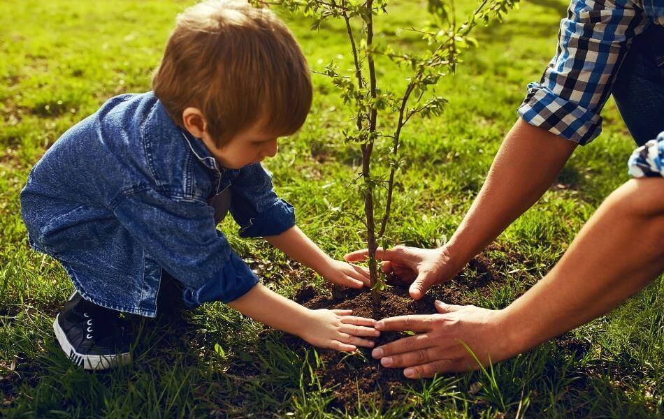 plantation d’un arbuste